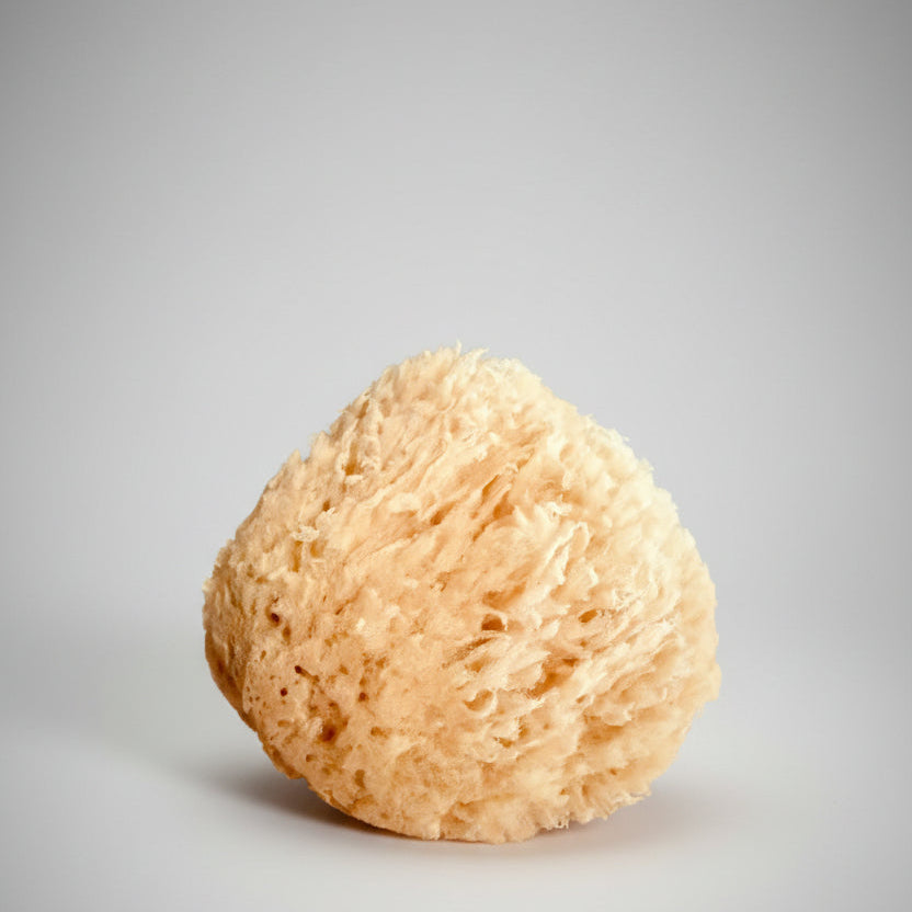 Natural Dead Sea Sponge
